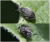Bruchidius villosus